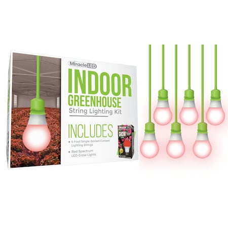 Absolute Daylight Single-Socket Cor,PK6